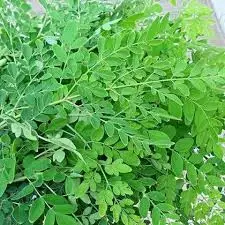 MORINGA LEAVES